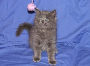 Gray kitten and yarn ball