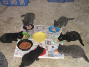 Six new kittens
